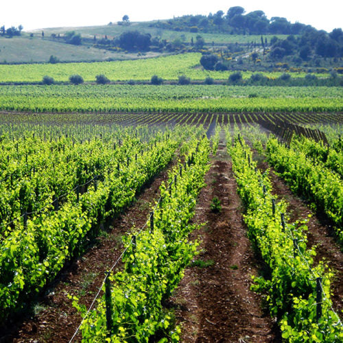 Vignerons Indépendants et Ambassadeurs du Languedoc