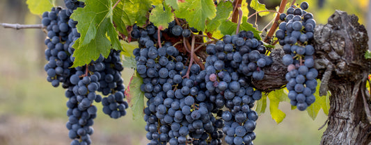 grappes de merlot
