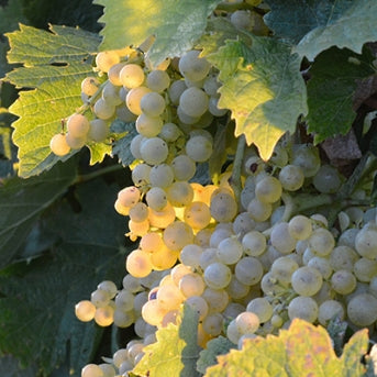 Grappe de chasselas avant la vendange