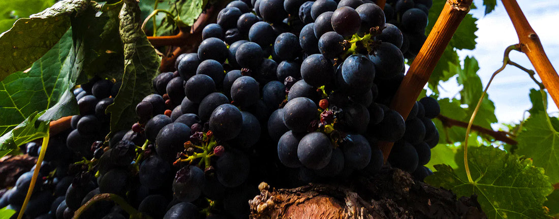 grappe de raisin cabernet sauvignon