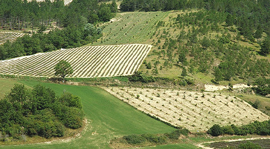 Vignes et Terroir en Côtes du Rhône