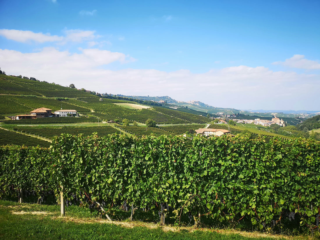Accords mets-vins d’automne : voyage dans le Piémont