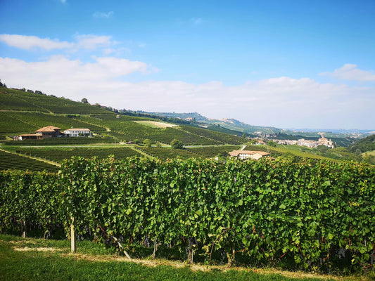 Accords mets-vins d’automne : voyage dans le Piémont