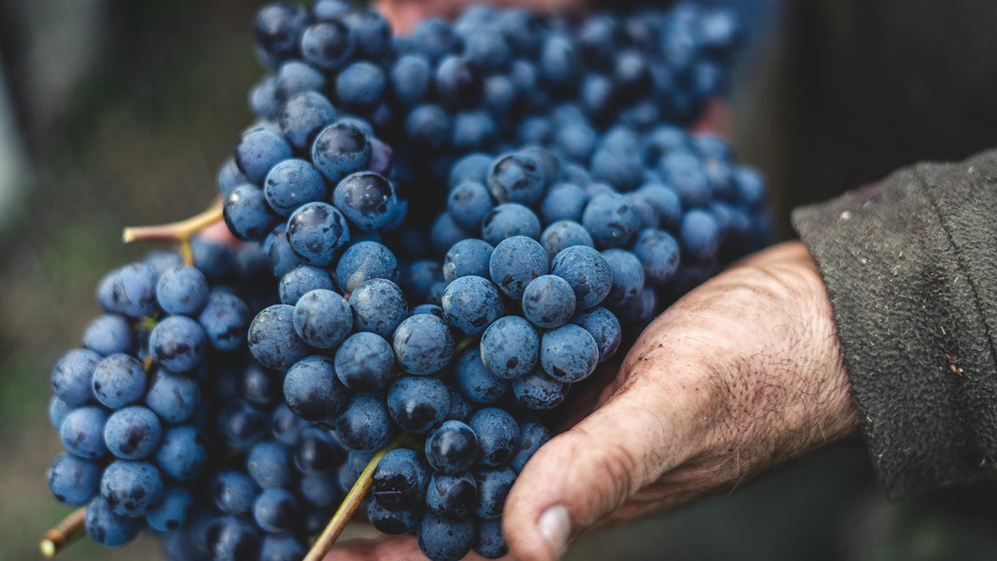 main tenant une grappe de raisin de Gamay