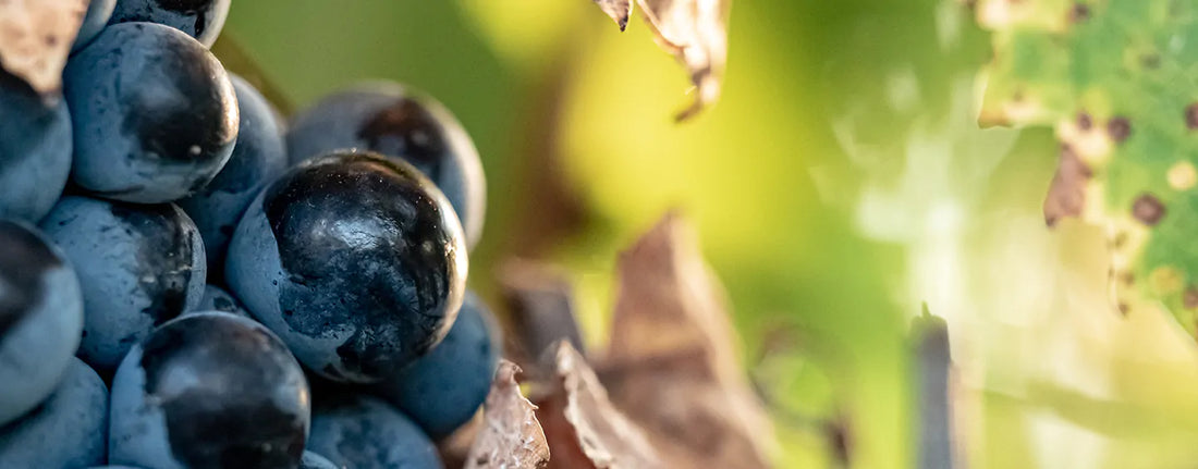 grappe de raisin mourvèdre