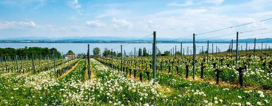 vignoble fleuri au dessus du lac de Neuchâtel