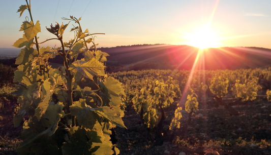 Le domaine Pierre Amadieu et ses environs