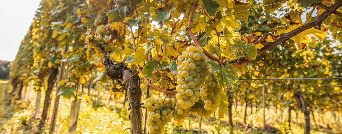 vigne de sauvignon blanc