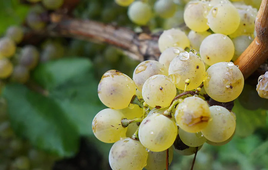 grappe de petite arvine en valais