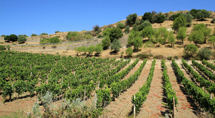 Azienda Agricola Marco Zanatta