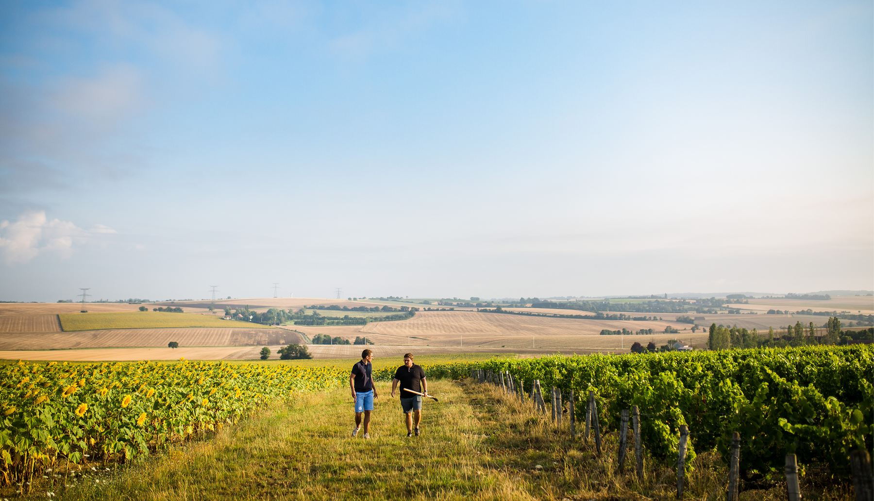 Vignobles Berthier