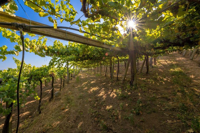 Die Weinberge: Eine ungewöhnliche Geschichte von Land und Wein