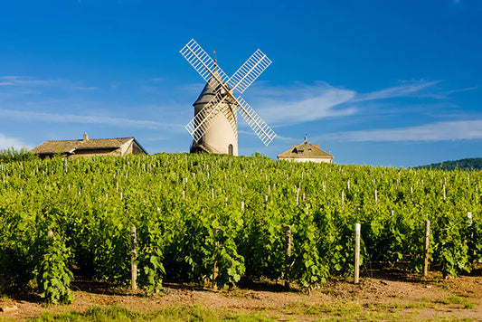 Beaujolais: to discover without delay