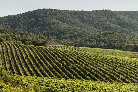 Château Pas du Cerf : Ein Ausnahme-Weingut in der Provence