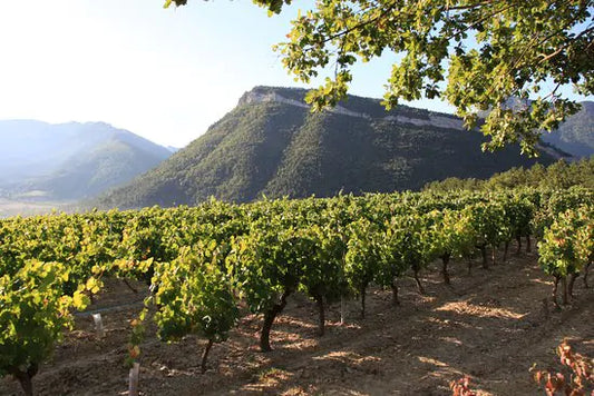 Côtes du Rhône: zwei Regionen, vielfältige Weinstile