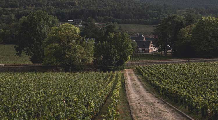 The expression of Burgundy's great climats