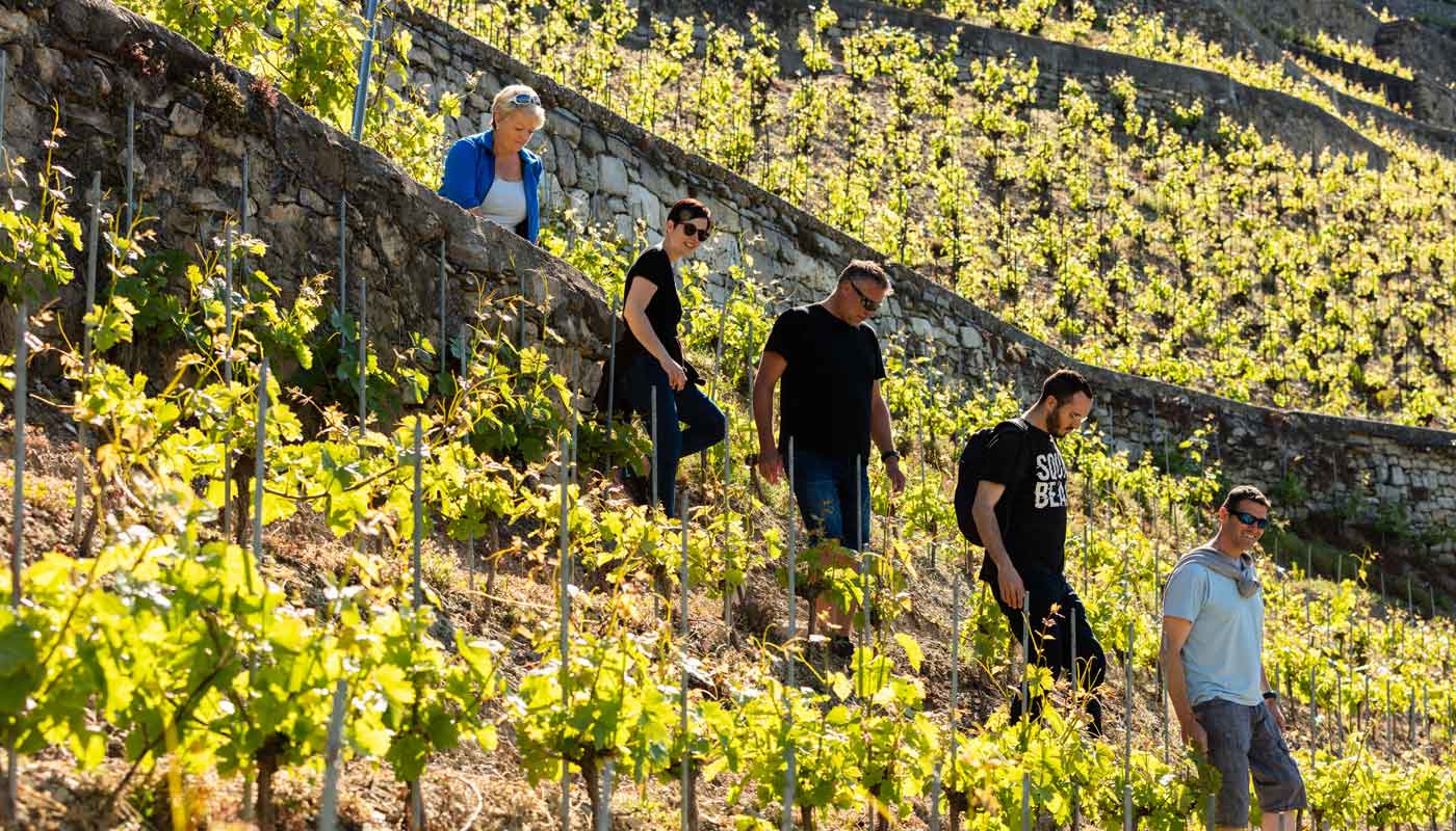 Take a walk in the vineyards