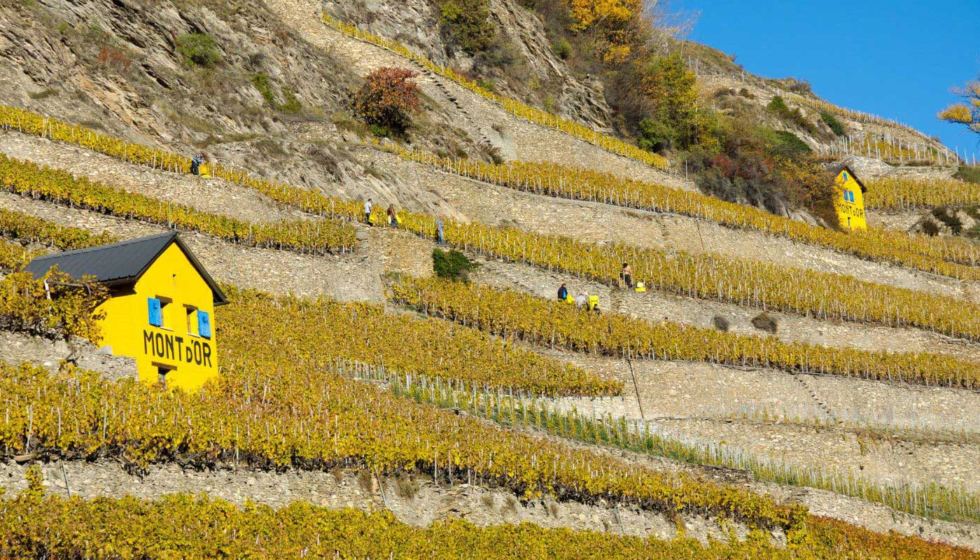 Geocaching in the vineyards