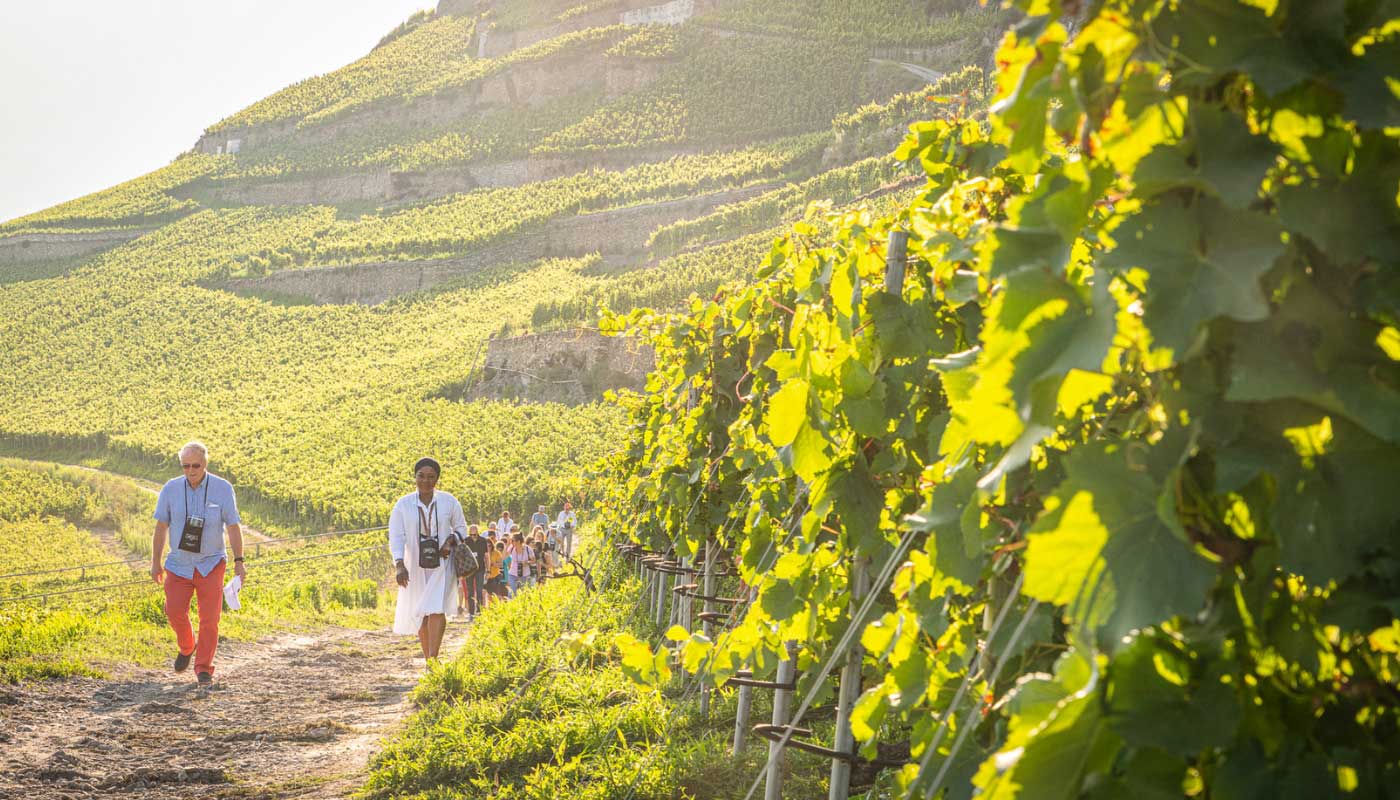 Educational trail through the vineyard